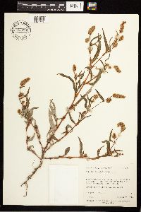 Persicaria lapathifolia image