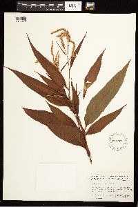 Persicaria lapathifolia image