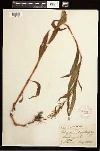 Persicaria lapathifolia image