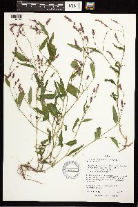 Persicaria longiseta image