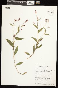 Persicaria longiseta image