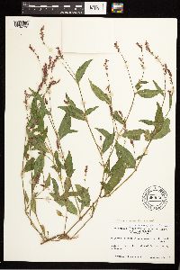 Persicaria longiseta image