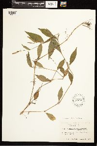 Persicaria longiseta image