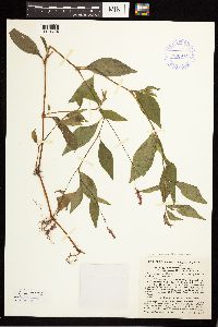 Persicaria longiseta image