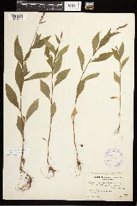 Persicaria longiseta image