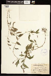 Persicaria longiseta image