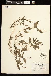 Persicaria longiseta image