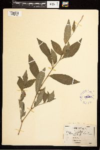 Persicaria longiseta image