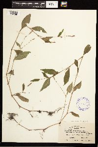 Persicaria longiseta image