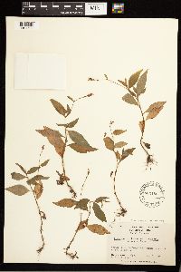 Persicaria longiseta image