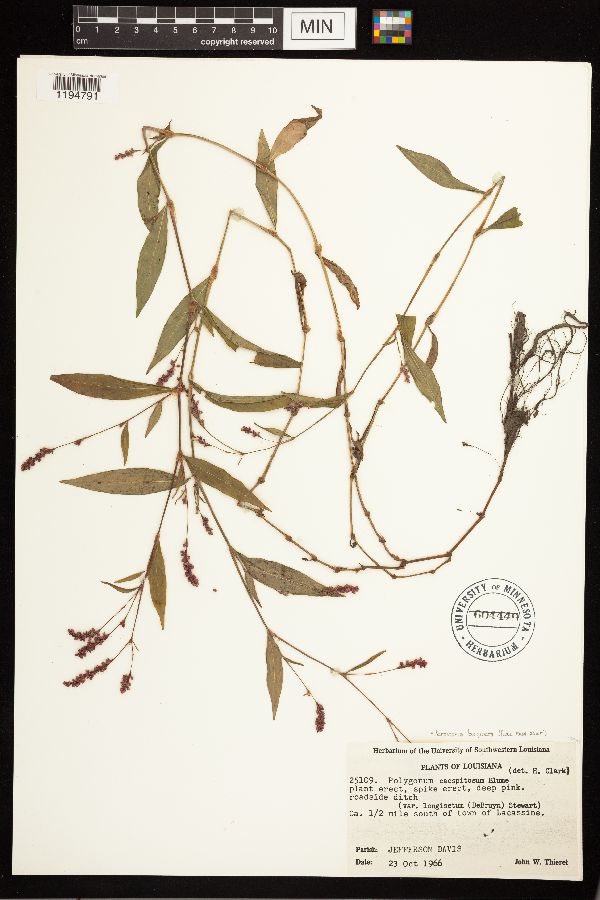 Persicaria longiseta image