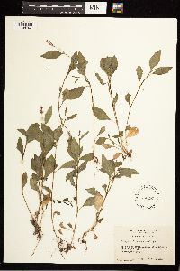 Persicaria longiseta image