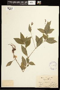 Persicaria longiseta image