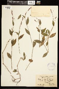 Persicaria longiseta image