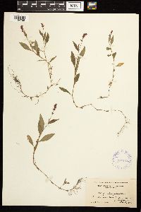 Persicaria longiseta image