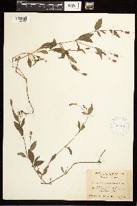 Persicaria longiseta image