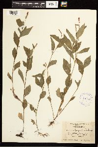 Persicaria longiseta image