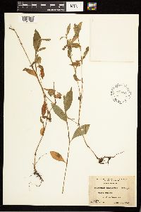 Persicaria longiseta image