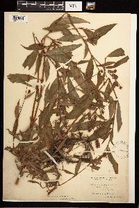 Persicaria maculosa image