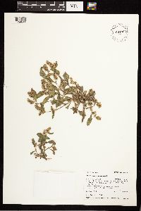 Persicaria maculosa image