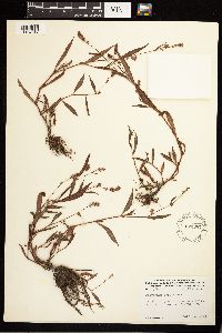 Persicaria maculosa image