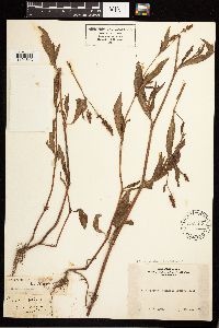 Persicaria maculosa image