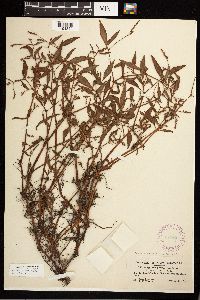 Persicaria maculosa image