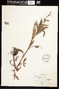 Persicaria maculosa image