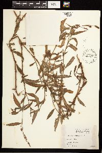 Persicaria maculosa image