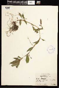 Persicaria maculosa image