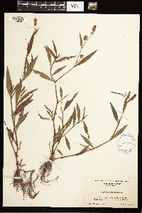 Persicaria maculosa image