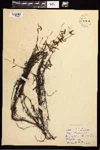 Persicaria maculosa image