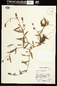 Persicaria maculosa image