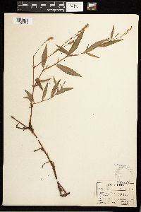 Persicaria maculosa image