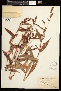 Persicaria maculosa image