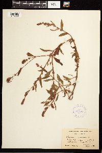 Persicaria maculosa image