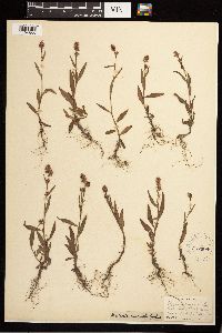 Persicaria maculosa image