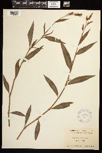 Persicaria maculosa image
