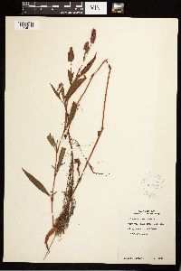 Persicaria maculosa image