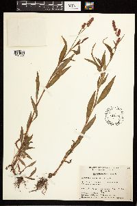 Persicaria maculosa image