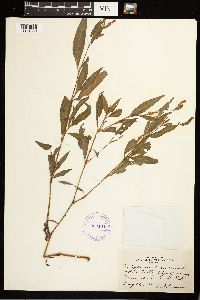 Persicaria maculosa image