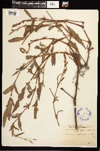 Persicaria maculosa image
