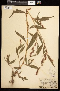 Persicaria maculosa image