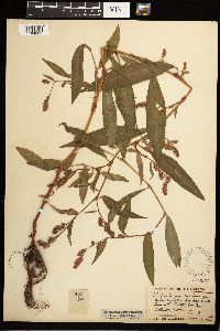 Persicaria maculosa image