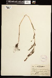 Persicaria maculosa image