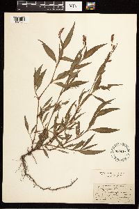 Persicaria maculosa image