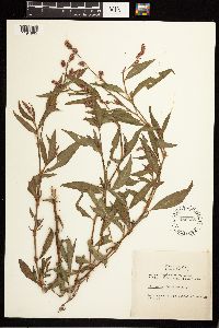 Persicaria maculosa image