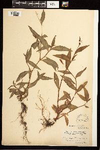 Persicaria maculosa image