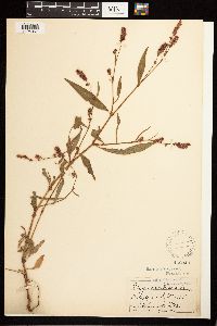 Persicaria maculosa image