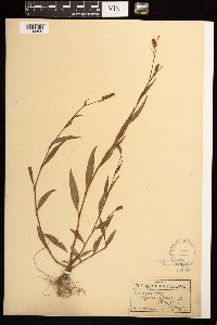 Persicaria maculosa image